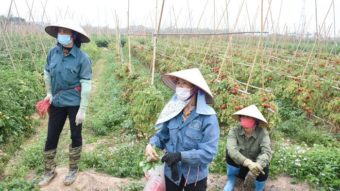 Xót xa cảnh súp lơ nở hoa, cà chua thối rữa đầy đồng giữa tâm dịch Hải Dương - 5