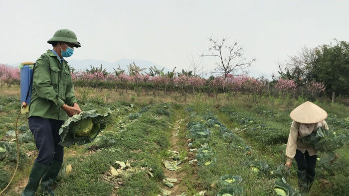 Xót xa cảnh súp lơ nở hoa, cà chua thối rữa đầy đồng giữa tâm dịch Hải Dương - 6