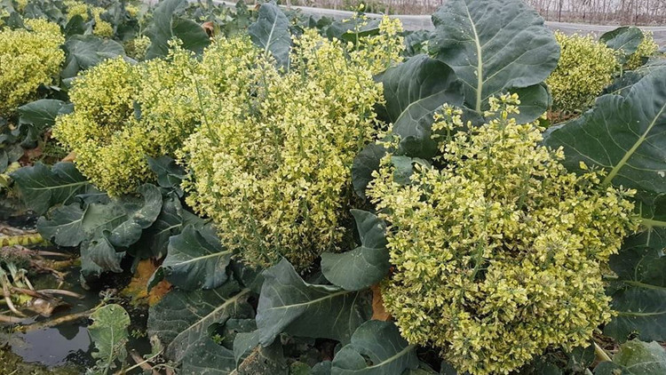 Xót xa cảnh súp lơ nở hoa, cà chua thối rữa đầy đồng giữa tâm dịch Hải Dương - 10