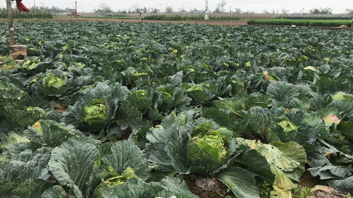 Xót xa cảnh súp lơ nở hoa, cà chua thối rữa đầy đồng giữa tâm dịch Hải Dương - 7