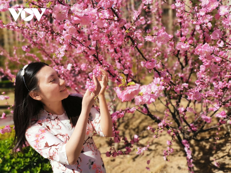 Người Việt đón Tết giữa vùng dịch Bắc Kinh ảnh 3