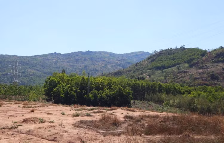 Chuyên gia ‘mổ xẻ’ việc cả nước còn gần 3 triệu ha rừng 'chưa có chủ'