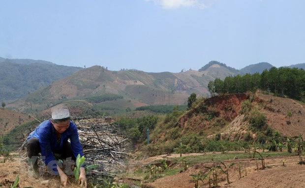 Chuyen gia ‘mo xe’ viec ca nuoc con gan 3 trieu ha rung 'chua co chu' hinh anh 1