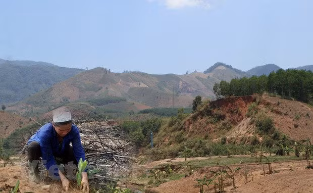 Chuyen gia ‘mo xe’ viec ca nuoc con gan 3 trieu ha rung 'chua co chu' hinh anh 1