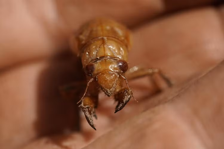 ve sau 17 nam anh 10