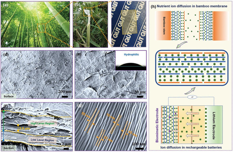 Cấu trúc màng của cây tre dưới kính hiển vi điện tử (d,e,g,h) và thiết kế màng sinh học cho pin Lithium-Ion.