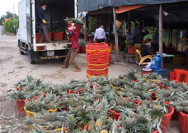 Ung dung cong nghe so trong ket noi cung cau san pham nong nghiep hinh anh 1