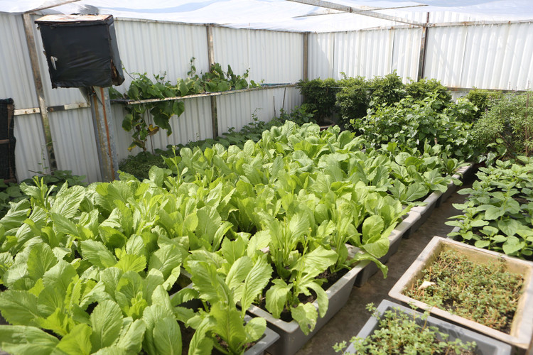 Vườn rau xanh tốt của các chiến sĩ trên đảo Cô Lin