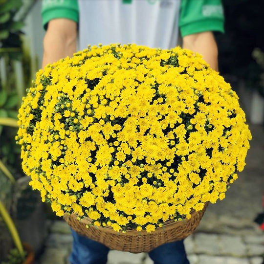 Hà Nội ô nhiễm không khí, chuyên gia khuyên trồng ngay 8 loại cây cảnh như 8 cái máy lọc không khí này - Ảnh 5.