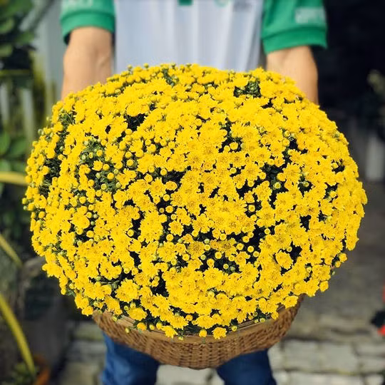 Hà Nội ô nhiễm không khí, chuyên gia khuyên trồng ngay 8 loại cây cảnh như 8 cái máy lọc không khí này - Ảnh 5.