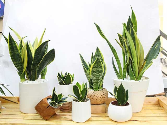 Hà Nội ô nhiễm không khí, chuyên gia khuyên trồng ngay 8 loại cây cảnh như 8 cái máy lọc không khí này - Ảnh 8.