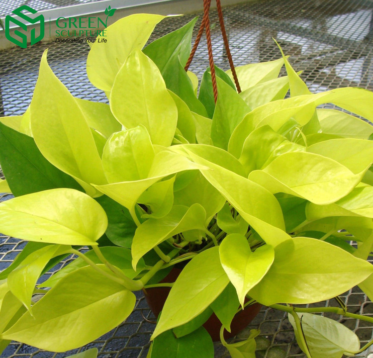 Hà Nội ô nhiễm không khí, chuyên gia khuyên trồng ngay 8 loại cây cảnh như 8 cái máy lọc không khí này - Ảnh 4.