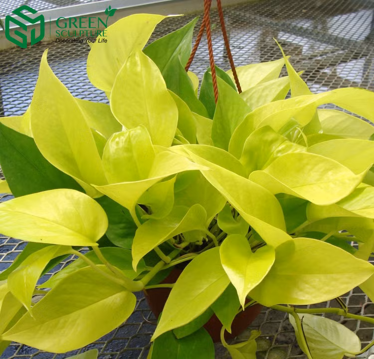 Hà Nội ô nhiễm không khí, chuyên gia khuyên trồng ngay 8 loại cây cảnh như 8 cái máy lọc không khí này - Ảnh 4.