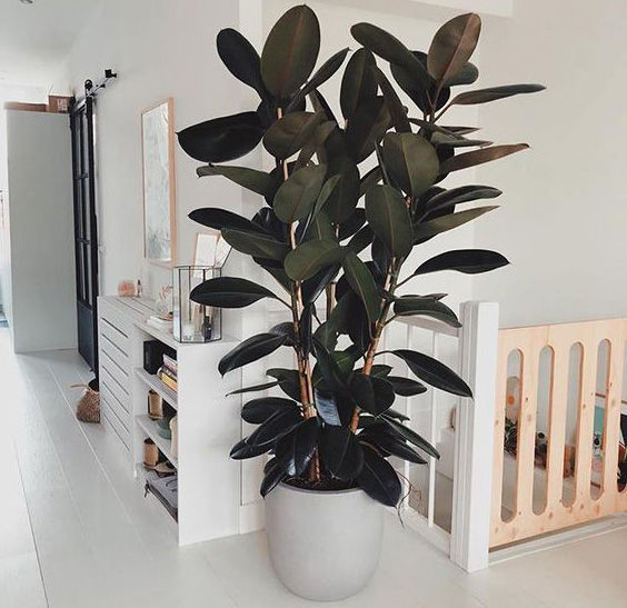 Hà Nội ô nhiễm không khí, chuyên gia khuyên trồng ngay 8 loại cây cảnh như 8 cái máy lọc không khí này - Ảnh 6.