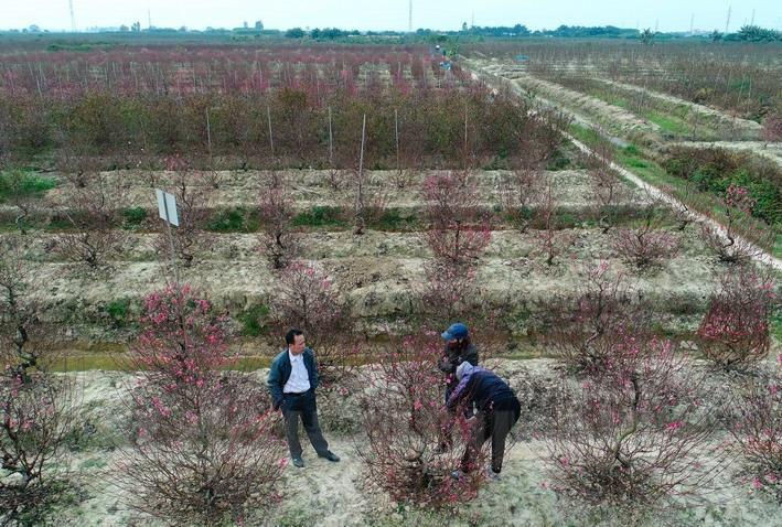 Người trồng đào ở Hải Dương có nguy cơ trắng tay, nợ nần vì Covid-19 - 1