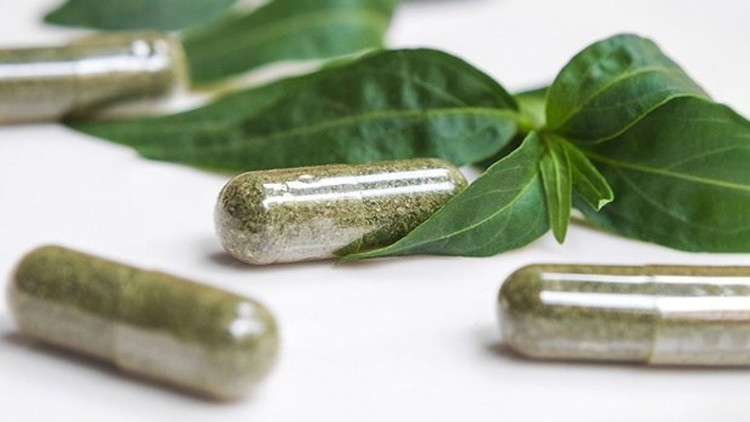 Xuyên tâm liên trước đây rất phổ biến, đặc biệt trong giai đoạn chiến tranh được coi như thần dược chữa bách bệnh. Ảnh: suckhoedoisong.vn