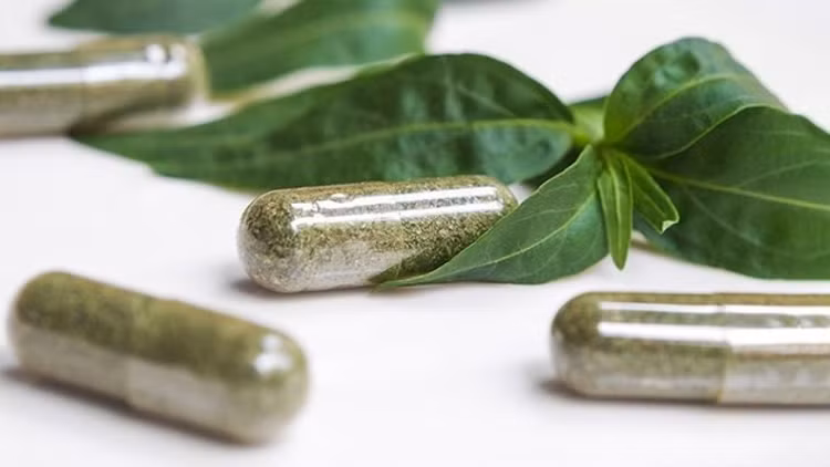 Xuyên tâm liên trước đây rất phổ biến, đặc biệt trong giai đoạn chiến tranh được coi như thần dược chữa bách bệnh. Ảnh: suckhoedoisong.vn