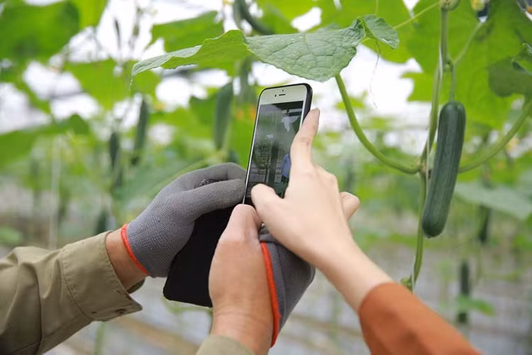 Chưa từng có: 4,6 triệu người truy cập, ngày chốt 37.000 đơn vải thiều