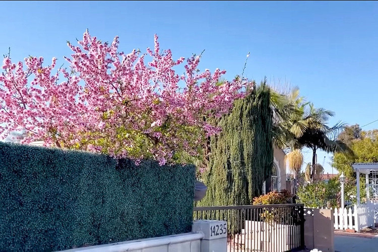 Nhà Bằng Kiều tại Mỹ bị trộm đột nhập khoắng cây cảnh siêu đắt đỏ - 1