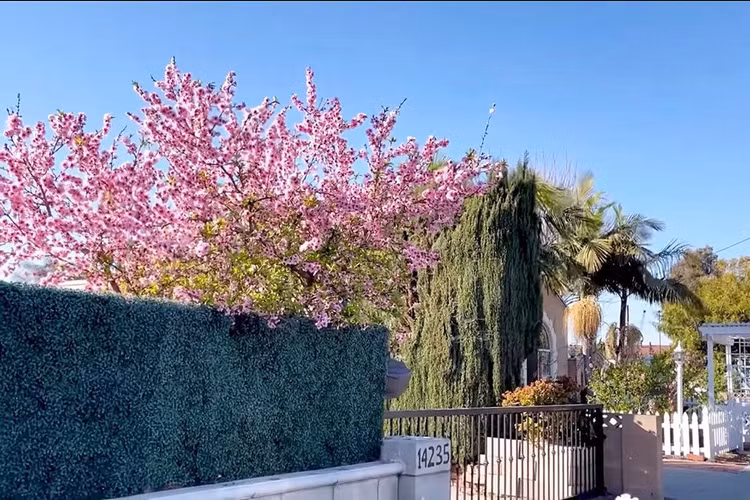 Nhà Bằng Kiều tại Mỹ bị trộm đột nhập khoắng cây cảnh siêu đắt đỏ - 1