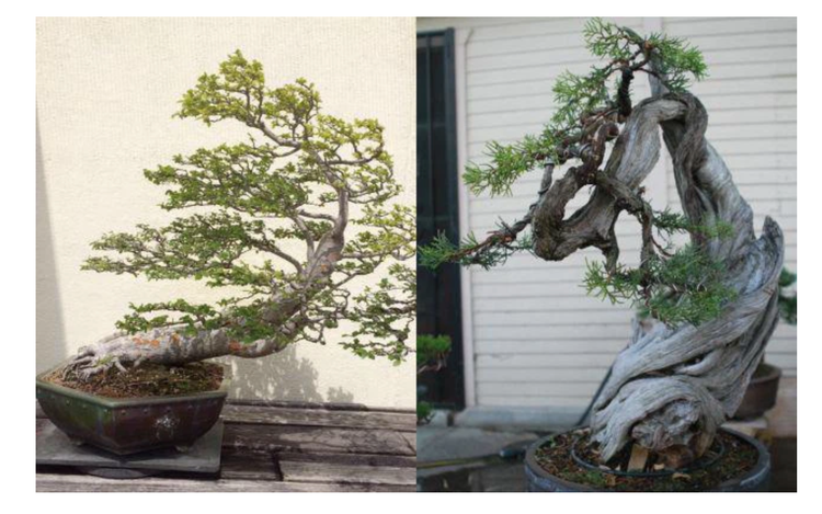 Nhà Bằng Kiều tại Mỹ bị trộm đột nhập khoắng cây cảnh siêu đắt đỏ - 3