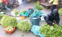 Rau, hoa Sapa rớt giá thảm