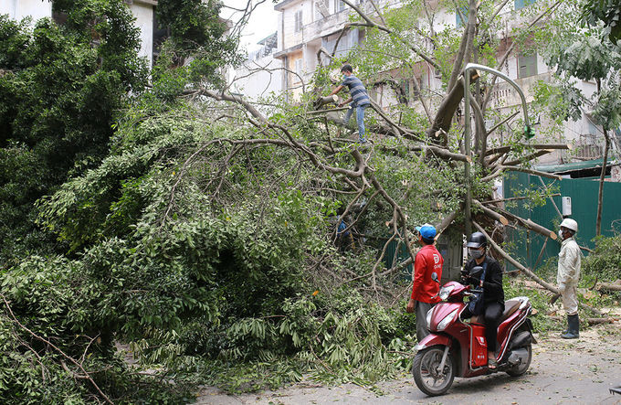 Công nhân cưa cành, dọn cây xanh đổ ở phố Lê Quý Đôn. Ảnh: Tất Định.