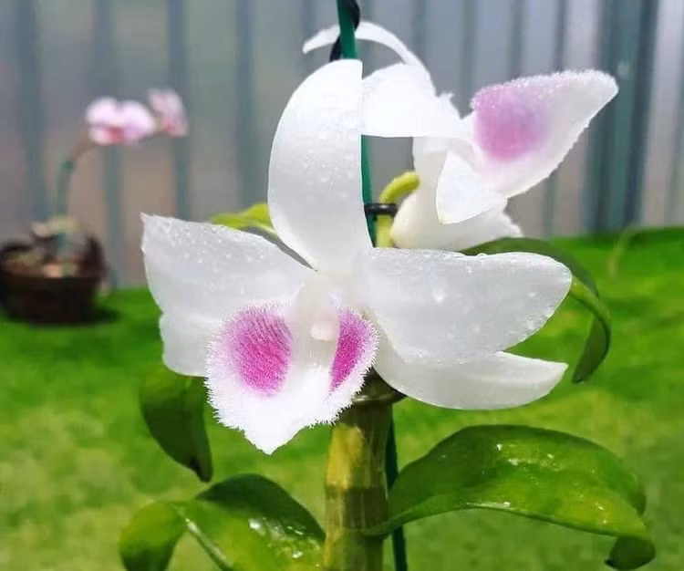 Chi nửa tỷ đồng mua lan đột biến, chơi được vài ngày thì cây ngắc ngoải - 1