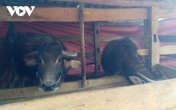 Vùng cao Yên Bái ứng phó rét đậm, rét hại ảnh 5