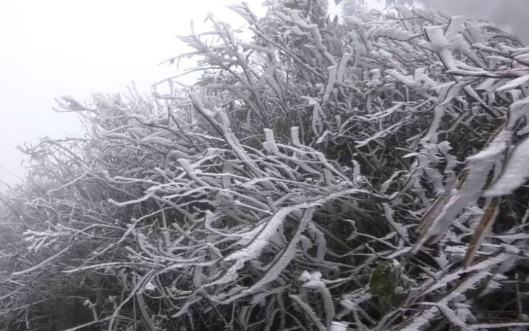 Vùng cao Yên Bái ứng phó rét đậm, rét hại ảnh 1