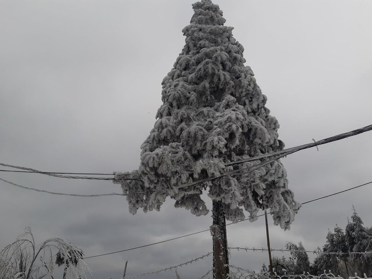 Y Tý trắng tuyết ảnh 8