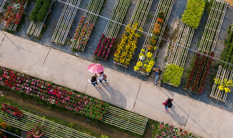 Lang hoa Sa Dec vang ve anh 1