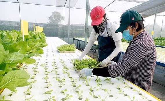 Canh tác rau thủy canh theo hướng công nghệ cao ở Hóc Môn.
