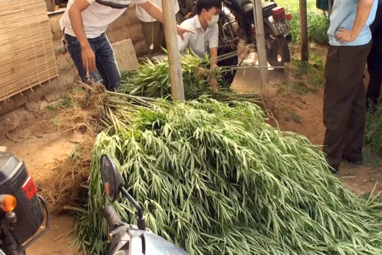 Trong can sa ven song Hong anh 1