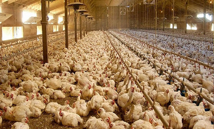 Giá còn 7.000 đồng/kg, hơn&nbsp;60 triệu con gia cầm chờ bán