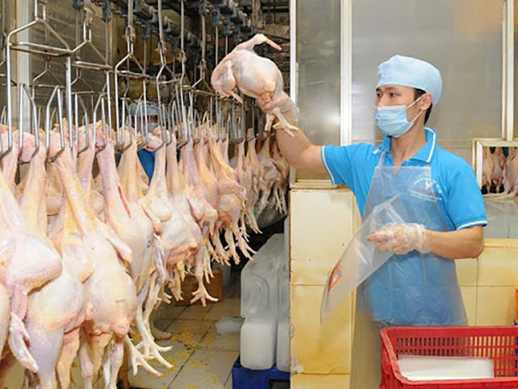 Giá còn 7.000 đồng/kg, hơn&nbsp;60 triệu con gia cầm chờ bán