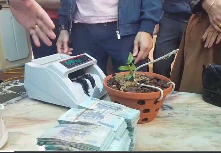 Xôn xao thông tin cây lan hồng bồng lai 7cm giá hơn 1,6 tỷ đồng - 2