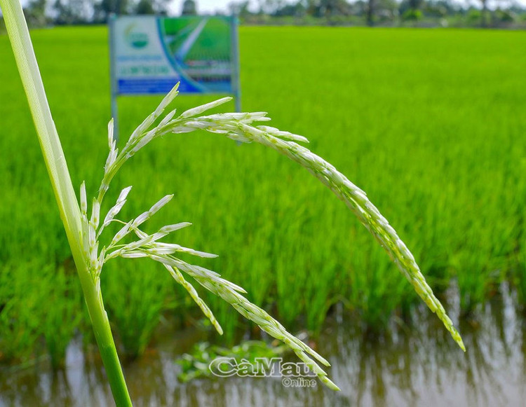 Ha Noi trong khao nghiem thanh cong giong lua ST25 hinh anh 1