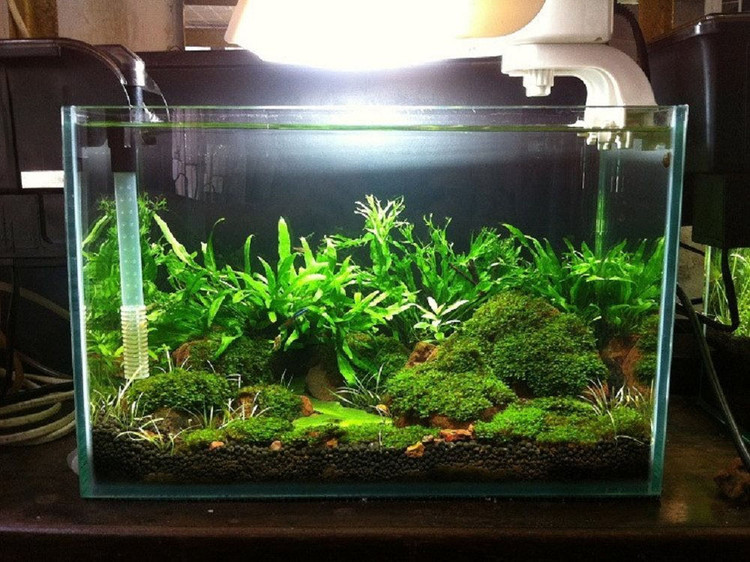 Bể thủy sinh.