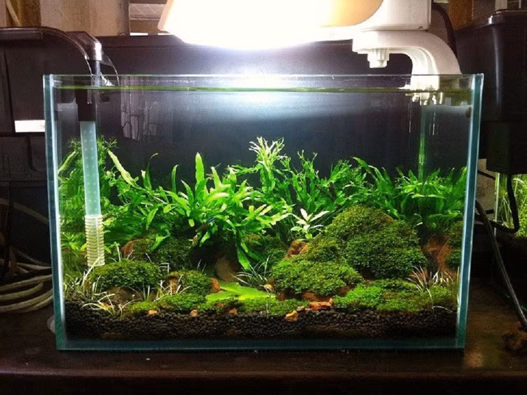 Bể thủy sinh.