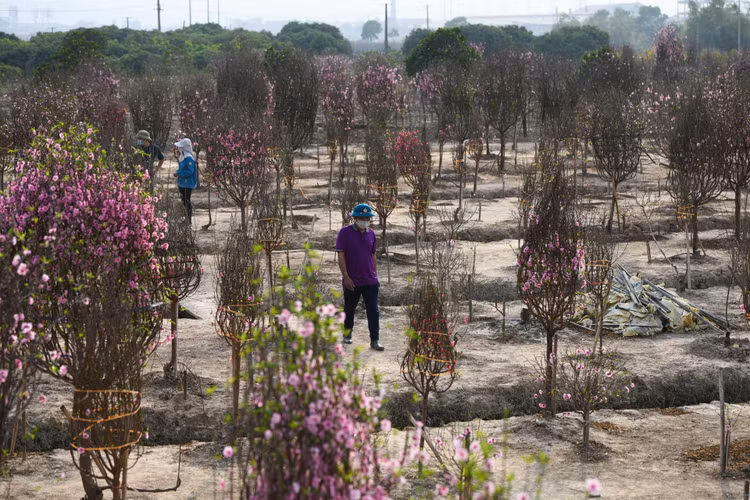 Vuon dao chet cung do phong toa anh 2