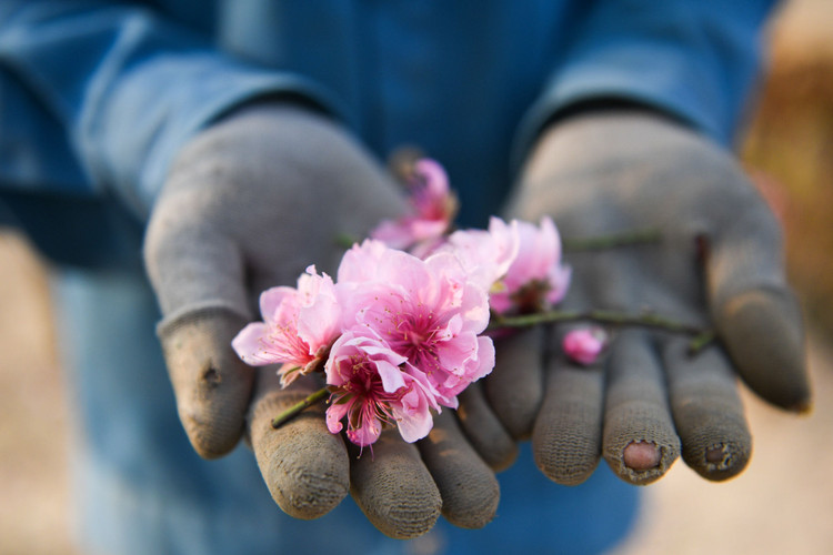 Vuon dao chet cung do phong toa anh 10