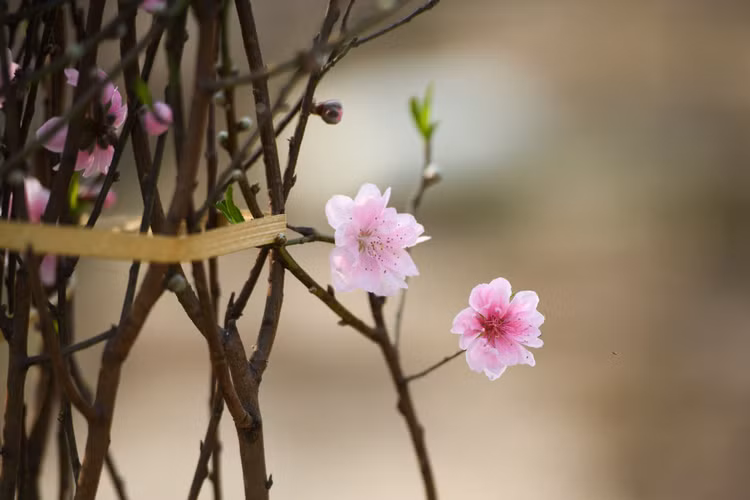 Vuon dao chet cung do phong toa anh 5