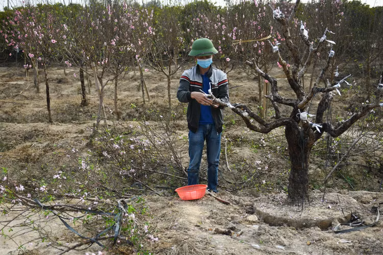 Vuon dao chet cung do phong toa anh 6
