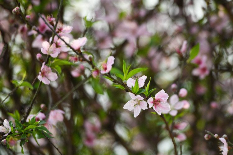Vuon dao chet cung do phong toa anh 8