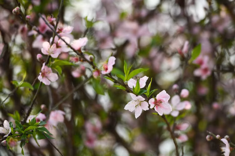 Vuon dao chet cung do phong toa anh 8