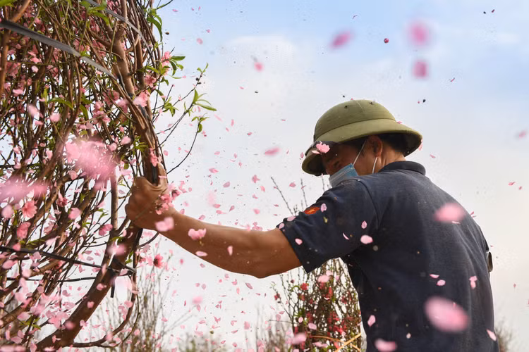 Vuon dao chet cung do phong toa anh 3