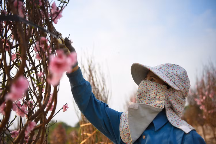 Vuon dao chet cung do phong toa anh 9