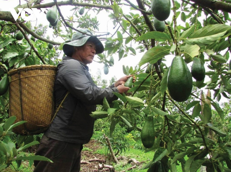 Đắk Lắk kiến nghị Bộ Công Thương hỗ trợ tiêu thụ sầu riêng và bơ ảnh 2