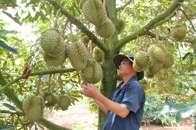 Đắk Lắk kiến nghị Bộ Công Thương hỗ trợ tiêu thụ sầu riêng và bơ ảnh 1